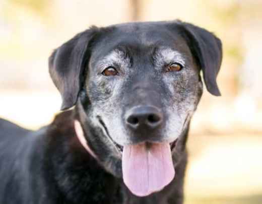 Picture for category Senior Diets